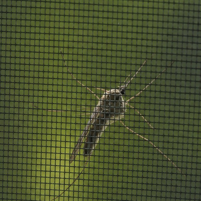 Mosquito pousado do lado de fora da malha